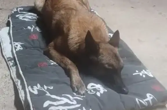 Animaux trouvés Dannemarie-sur-Crête, photo: Malinoise perdue retrouvée