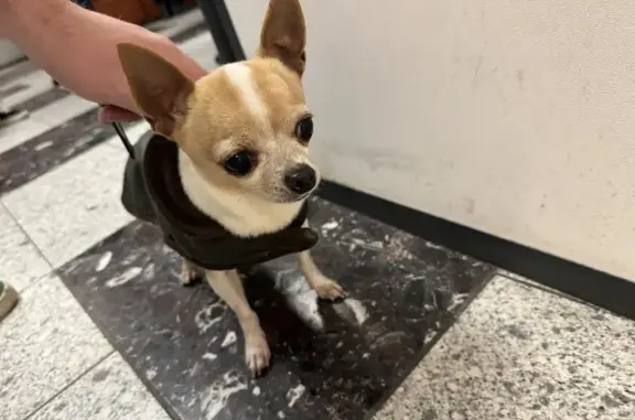 Chihuahua mâle trouvé, 16e Paris