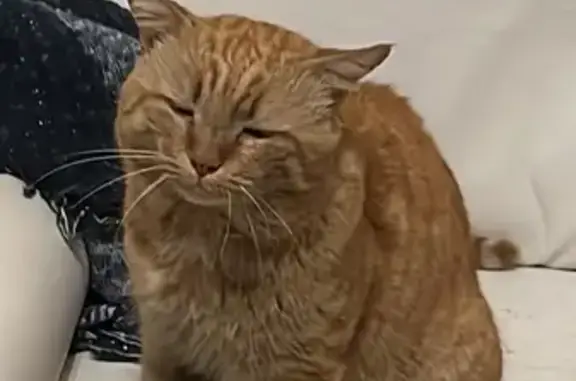 Animaux perdus , photo: Chat roux tigré perdu - Mézidon