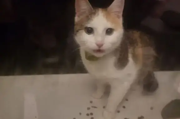 Chat trouvé Bonneval, photo: Chatte blanche perdue à Bonneval