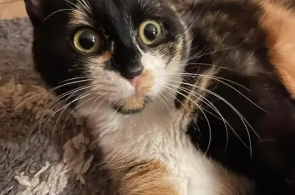 Animaux perdus Halluin, photo: Perdue chatte calico à Halluin