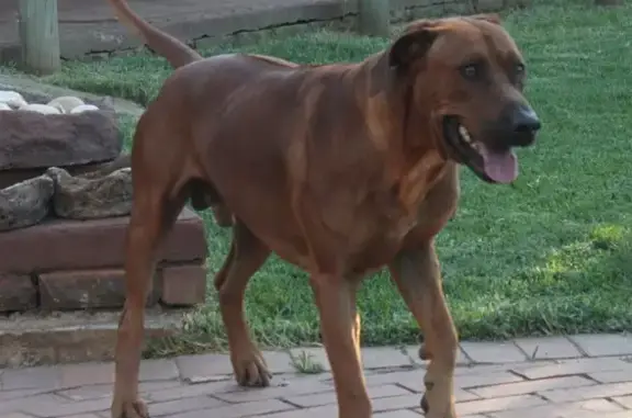 Lost Male Ridgeback in Penguin - Help Find Him!