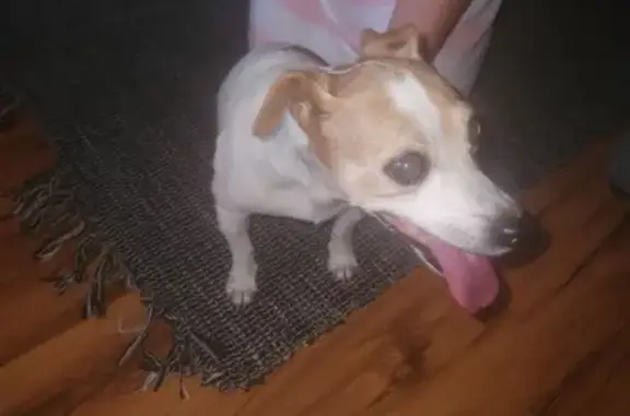 Lost Jack Russell Found Near Fichardpark!