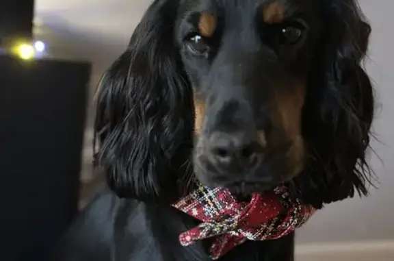 Chien perdu La Turbie, photo : Chien cocker perdu à La Turbie