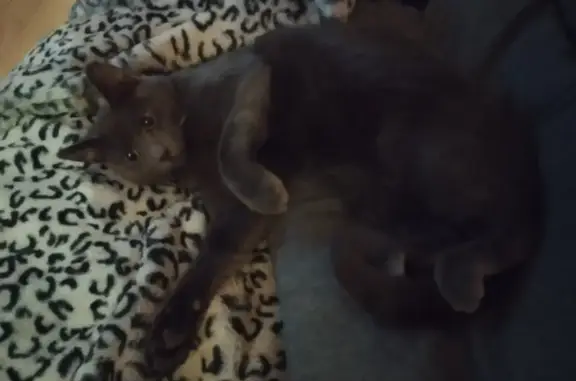 Animaux trouvés Paris, photo: Chat gris pucé égaré à Paris