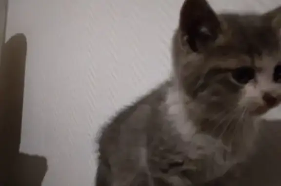 Chaton blanc et noir trouvé à Vesoul - photo