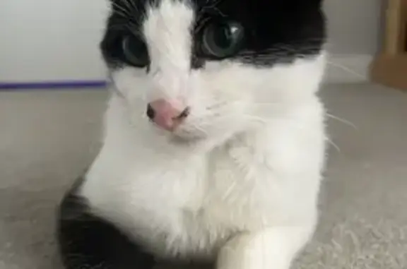 Lost Tuxedo Cat: 1yr Old - Birchfield Rd E