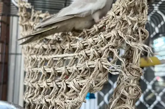 Lost Grey Cockatiel Pedro in Brisbane!