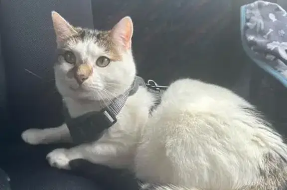 Lost White & Tabby Cat in Brimbank - Spot Bobby!