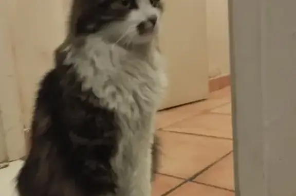 Chat sauvé d'un égout à Bordeaux - photo