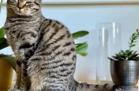 Animaux perdus Blagnac, photo: Chatte Mimi perdue à Blagnac