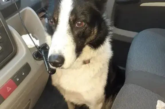 Chien trouvé , photo: Chien noir et blanc retrouvé