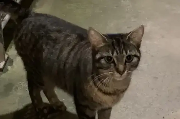 Chat gris perdu rue Bellamy - photo