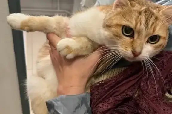 Chaton roux perdu à Lédignan - photo
