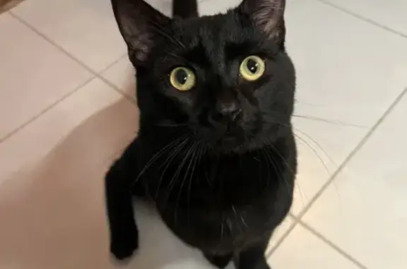 Chat noir amical trouvé à Antibes - photo