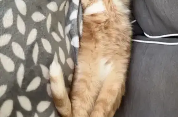 Animaux perdus Montfort-sur-Meu, photo: Chat roux et blanc perdu