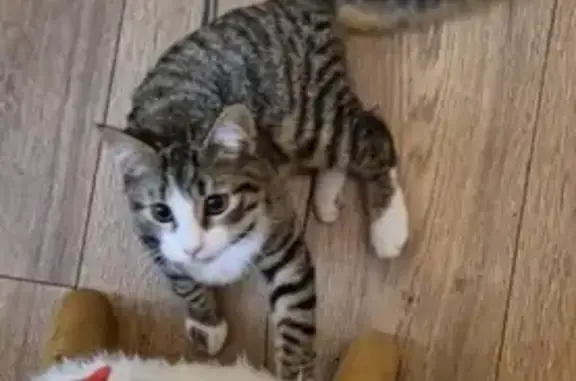 Chaton tigré trouvé à Gleizé - photo
