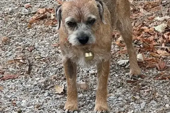 Chien perdu , photo : Alerte: 2 Terriers perdus au Puch