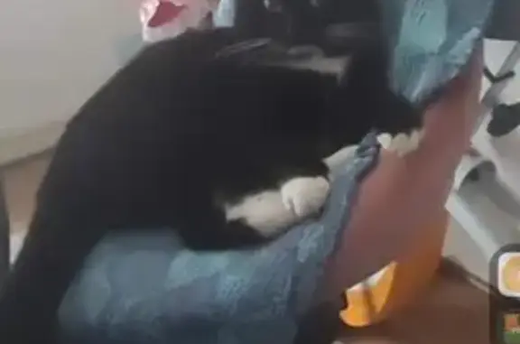 Animaux perdus Saran, photo: Chat Bibouche perdu à Saran