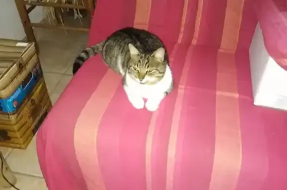 Chatte tigrée trouvée à Plérin - photo