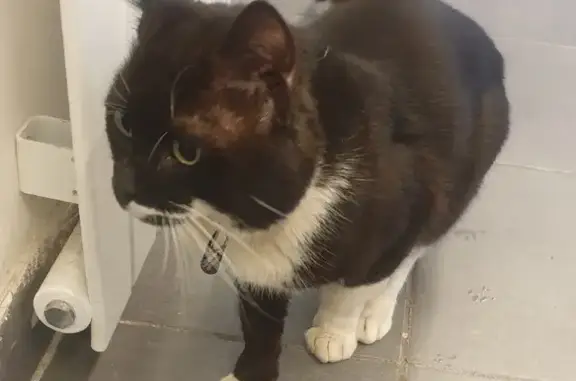 Chat noir et blanc perdu - photo