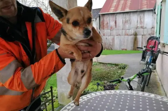 Chien Mango perdu du 77 trouvé - photo