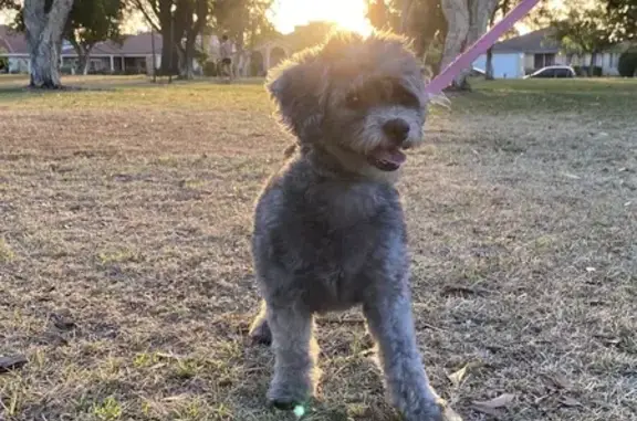 Lost Shih Tzu-Poodle Mix Lily in Canning!