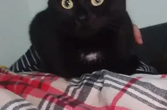 Chat perdu, Sains-du-Nord, photo: Chat noir perdu à Sains-du-Nord