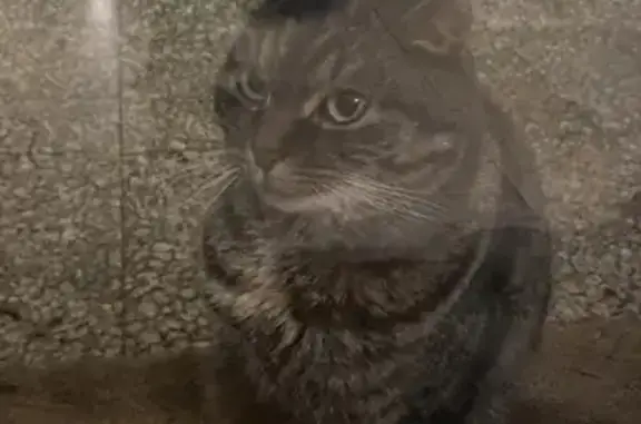 Chat perdu à Corseul, aidez-le! - photo