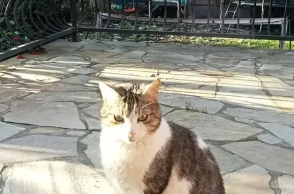 Chatte tatouée trouvée à Drancy - photo