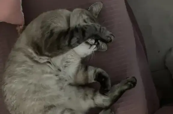 Animaux perdus Juvignac, photo: Chat gris-marron perdu à Juvignac