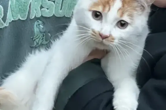 Animaux perdus , photo: Chaton roux perdu à Toulouse