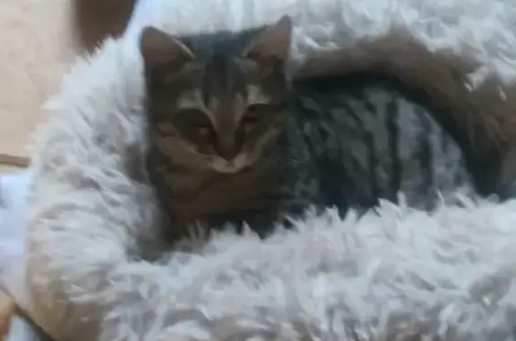 Chaton tigré retrouvé à Lyon - photo