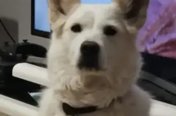 Chien perdu Maraussan, photo : Alerte: Samoyède Blanc Disparu