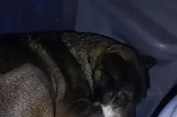Chien noir mâle trouvé, SPA Déols - photo