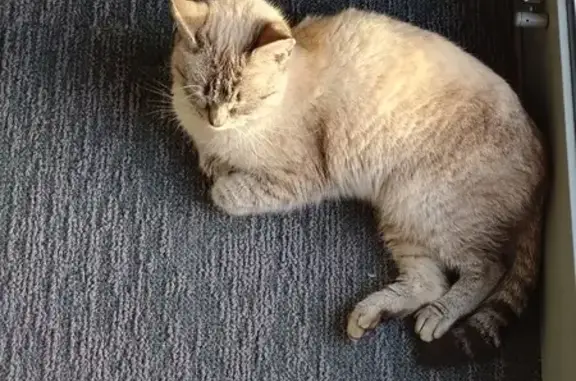 Chat gris-crème trouvé à La Crèche - photo