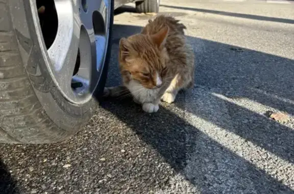 Chat roux blessé trouvé et secouru - photo