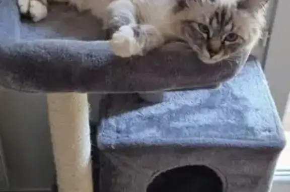 Chat perdu, Bras, photo: Chatte Birmane perdue - Bras