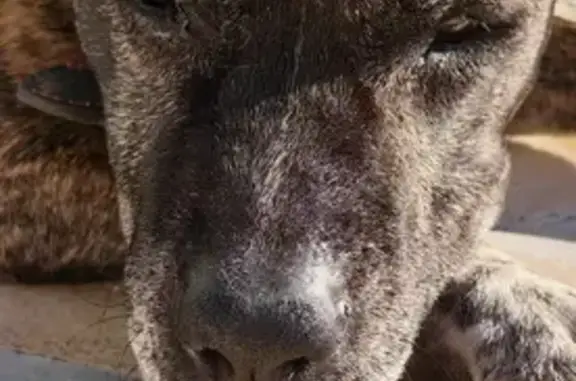 Chien fauve trouvé à Aspremont - photo