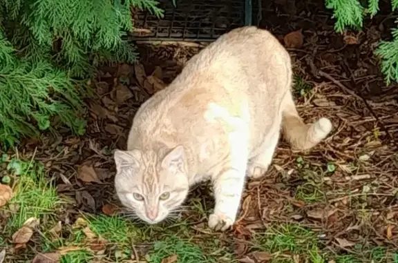 Chat crème/roux trouvé, Ferfay - photo