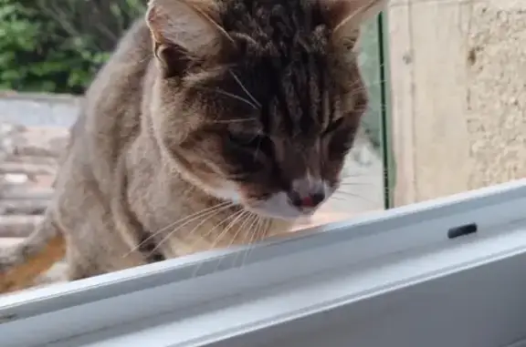 Chat famélique trouvé à La Tour - photo