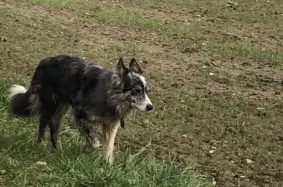 Chien boiteux perdu à Tauriac - photo