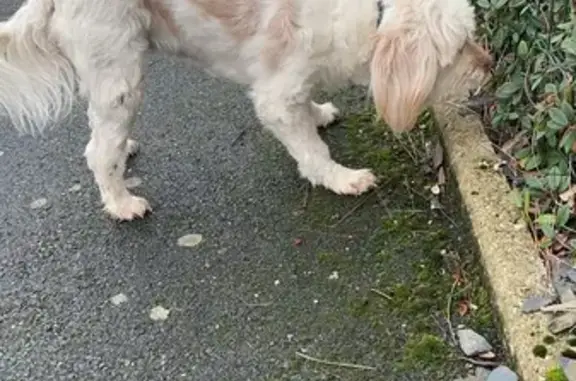 Chien Coton blanc-marron trouvé - photo