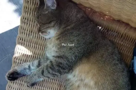 Animaux perdus Les Magnils-Reigniers, photo: Chat tigré perdu - Les Magnils