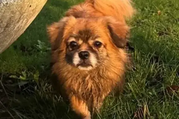 Animaux perdus Le Mans, photo: Chien Épagneul Thibétain perdu