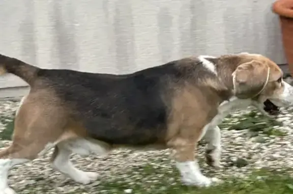 Chien doux trouvé à Rosières - photo
