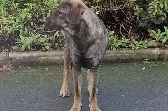Chien bringé perdu à Anchamps - photo