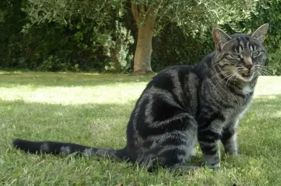 Animaux perdus Bernières-sur-Mer, photo: Chatte tigrée perdue à Bernières