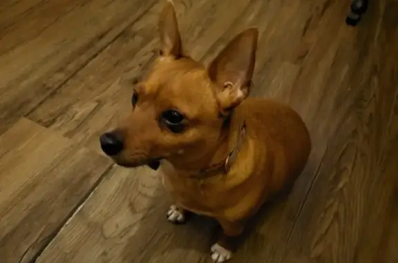 Pinscher femelle trouvé à Marseille - photo