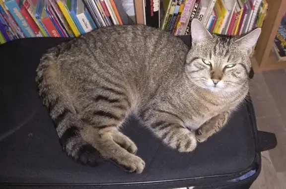 Animaux perdus Montlhéry, photo: Ramsès, chat libre disparu